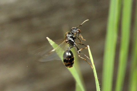 �����ʥ�����