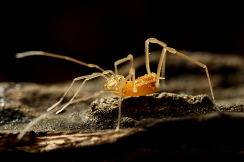 オヒキコシビロザトウムシ