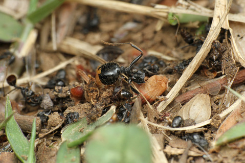 クロナガアリ Messor aciculatus