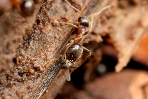ナマクビノミバエ