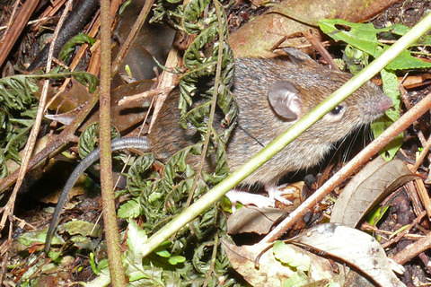 �����ʥ�ȥ��ͥ���