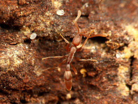 �ϥʥʥ�����