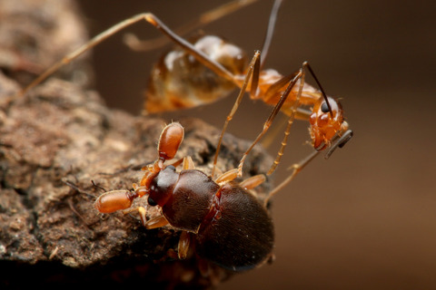 ヒゲブトテントウダマシTrochoideus desjardinsi