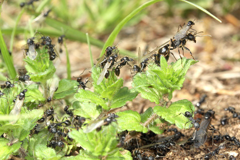 �����ʥ�����