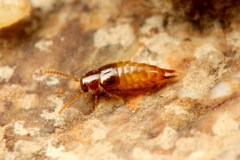 �ϥͥ�����