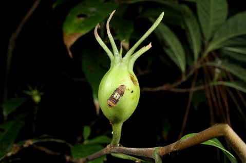 イワカワシジミ