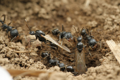 クロナガアリ Messor aciculatus