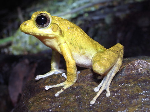 ¥ê¥å¥¦¥¥å¥¦¥«¥¸¥«¥¬¥¨¥ë