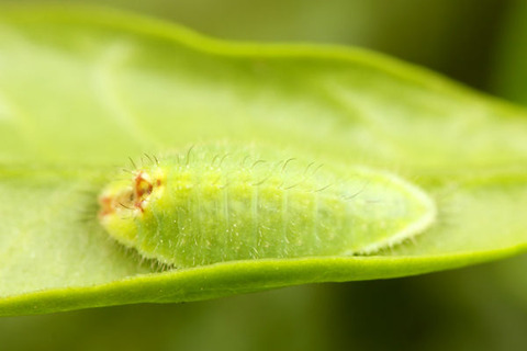 ���饴�ޥ��饷����