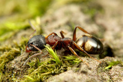 シベリアカタアリ
