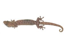 ���Υܥ����