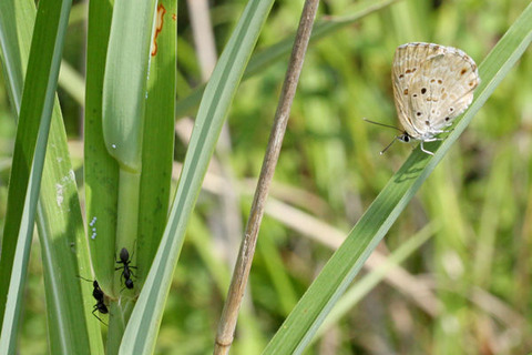 クロシジミの産卵