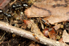 �ҥ饿�����ɥ�