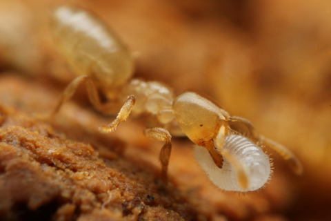 ヨツバアリ Ishigakicoccus shimadai