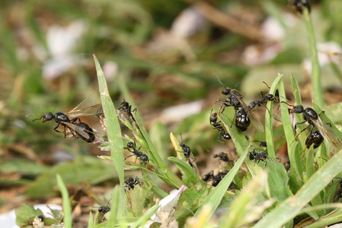 クロナガアリ Messor aciculatus