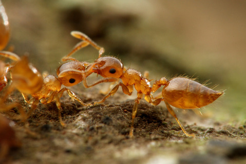 ���������ꥢ������η뺧����