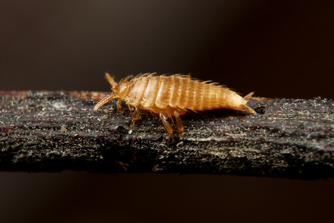 ヒメサスライアリ Aenictus aratus