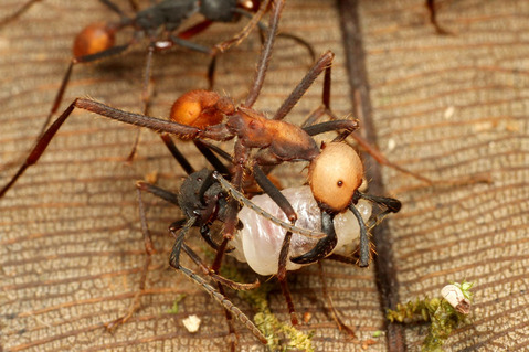 ���󥿥�����