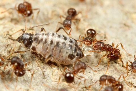 ���ߥᥢ��