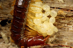 �Ұ����Υ५��