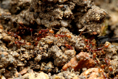 ヒメサスライアリ