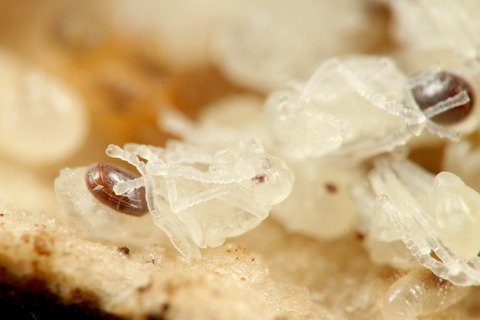 ��ʥ��˥������ȥ���