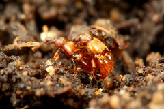 コヤマトヒゲブトアリヅカムシ