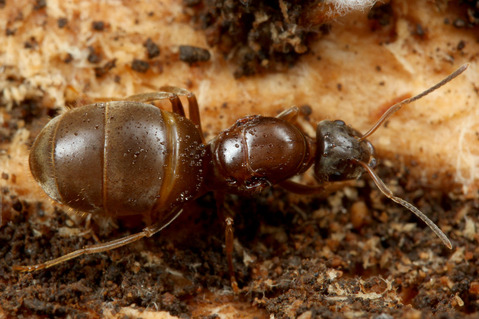 ����饱����