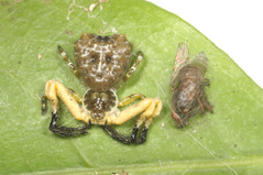 �إꥸ���ĥ�������