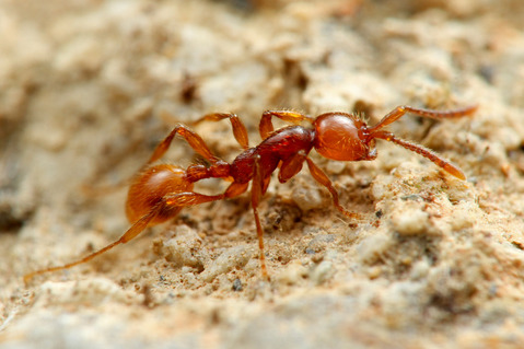 ヒメサスライアリ