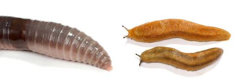 �ߥߥ��ȥʥ᥯��