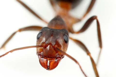 �ĥΥ�����ޥ���