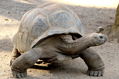 �������ᡡiZoo