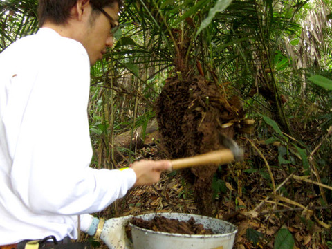 ��������ν�