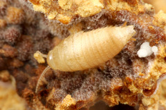 ������󥷥�����ζݱ�