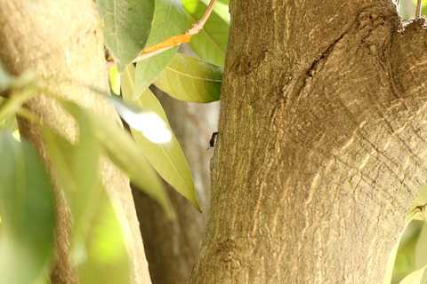 ¥³¥Ö¥¢¥ê¥¹¥¢¥Ö