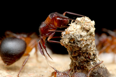 ヨロイアリとカスミカメ