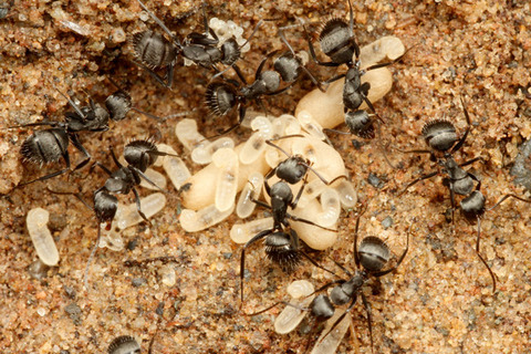 ��������Camponotus