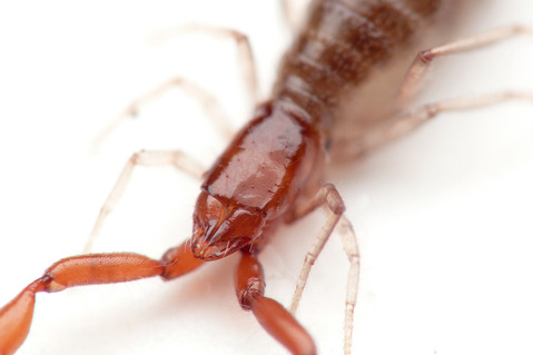 ���˥ॷ�Ķ���