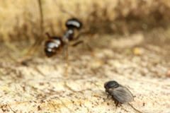 クサアリモドキ