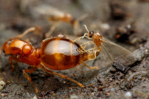 ���������ꥢ������η뺧����