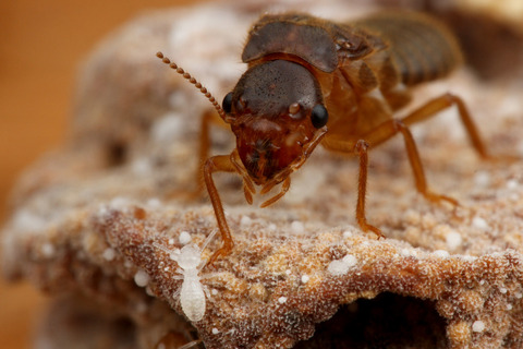 タイワンシロアリの親子
