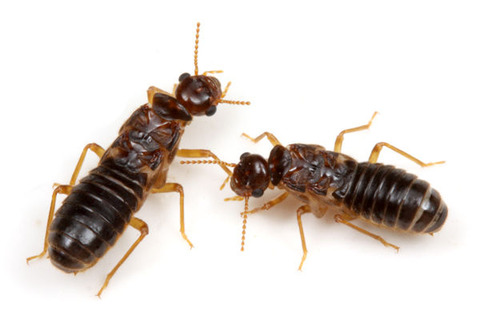 ¥·¥í¥¢¥ê¤ÎÉ×ÉØ