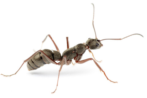 トゲオオハリアリの女王役