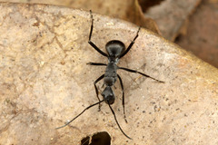 �ȥ�����