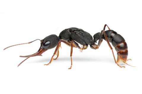 クワガタアリの産卵