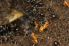 クサアリとアメイロケアリ