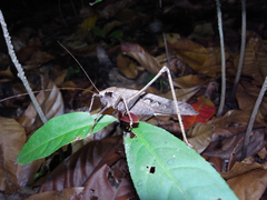 ������󥯥ĥ�ॷ