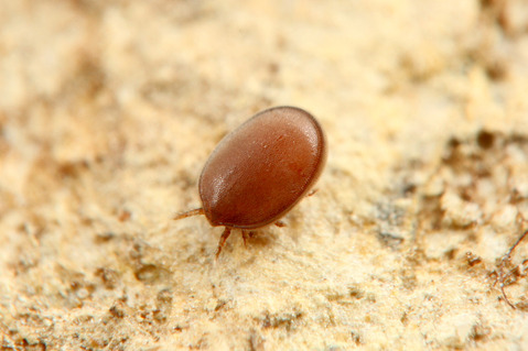 ��ʥ��˥������ȥ��ˤΰ��