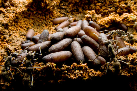 �ȥ������ϥꥢ��